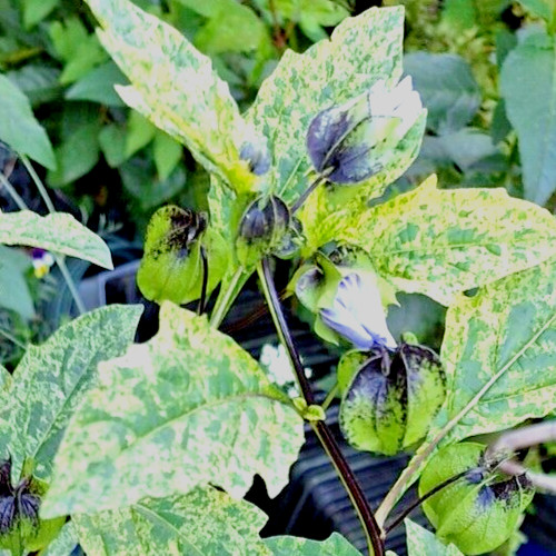 NICANDRA SPLASH OF CREAM 75 SEEDS, SHOO-FLY PLANT, NICANDRA PHSALODES VAR.