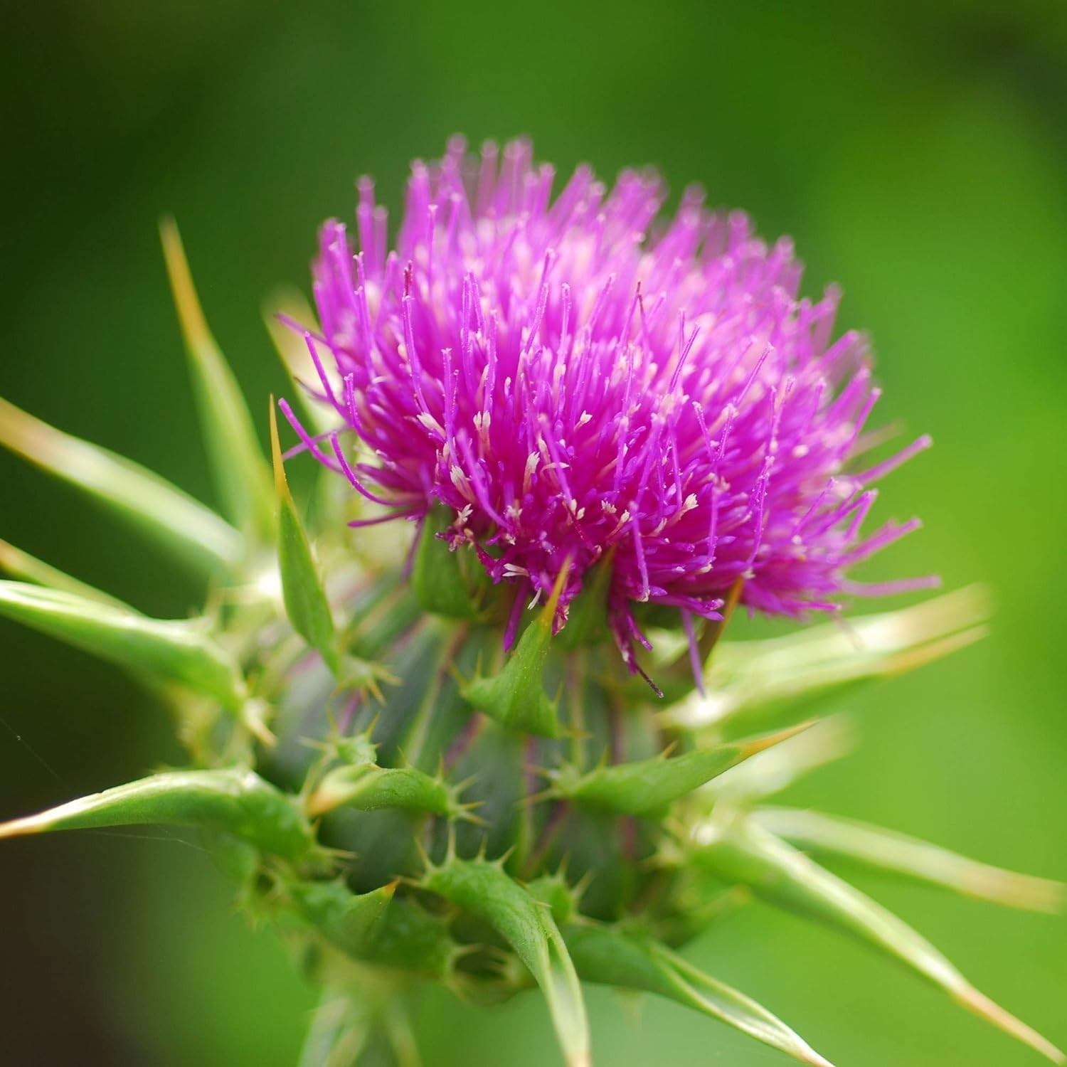 300 Milk Thistle Herb Seeds for Planting Annual Flowering Plant Beautiful Her…