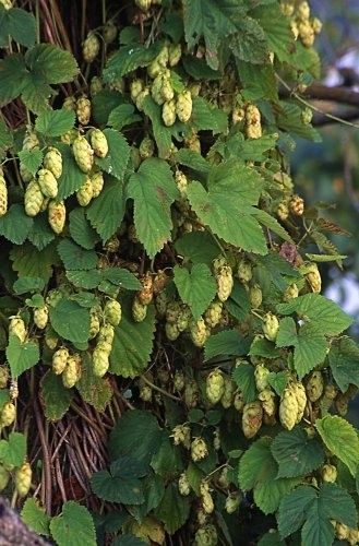 Humulus lupulus NUGGET HOPS Vine Seeds!