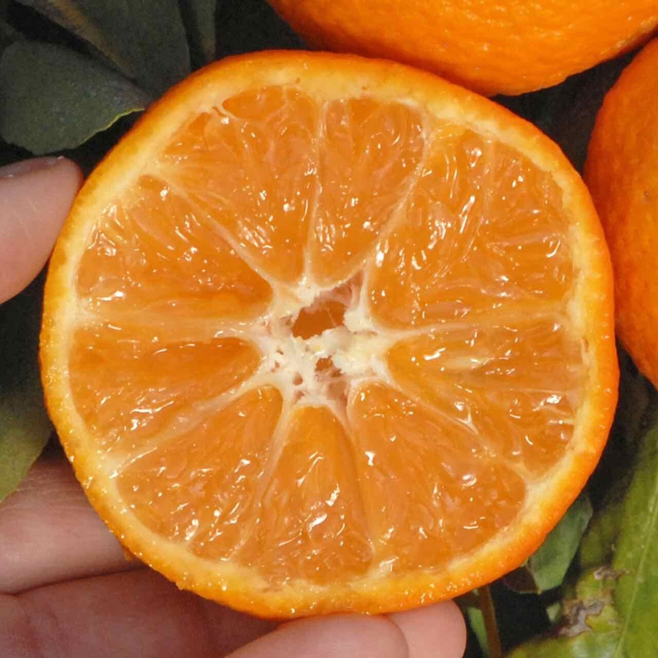 California only!! Clementine de Nules Mandarin, 18-36” Tall, grafted Plant