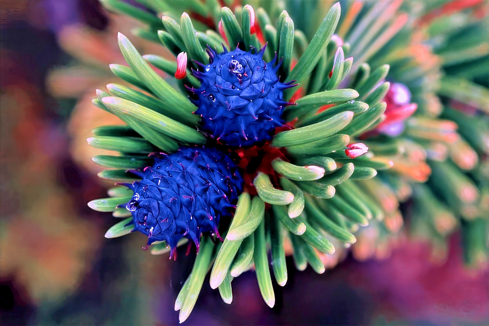 10 Bristlecone Pine Seeds (Pinus aristata) “OLDEST Living Tree in the WORLD!”