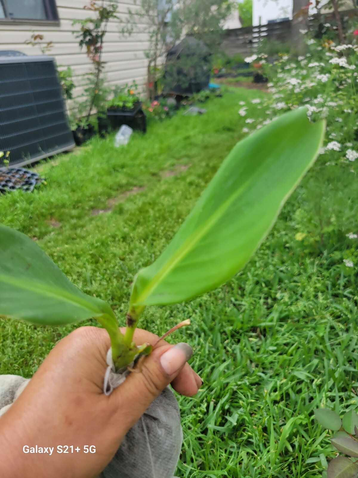 1 Red Canna Plant Red Flowers Tall Plan Of ( Leaf Lily Rhizomes
