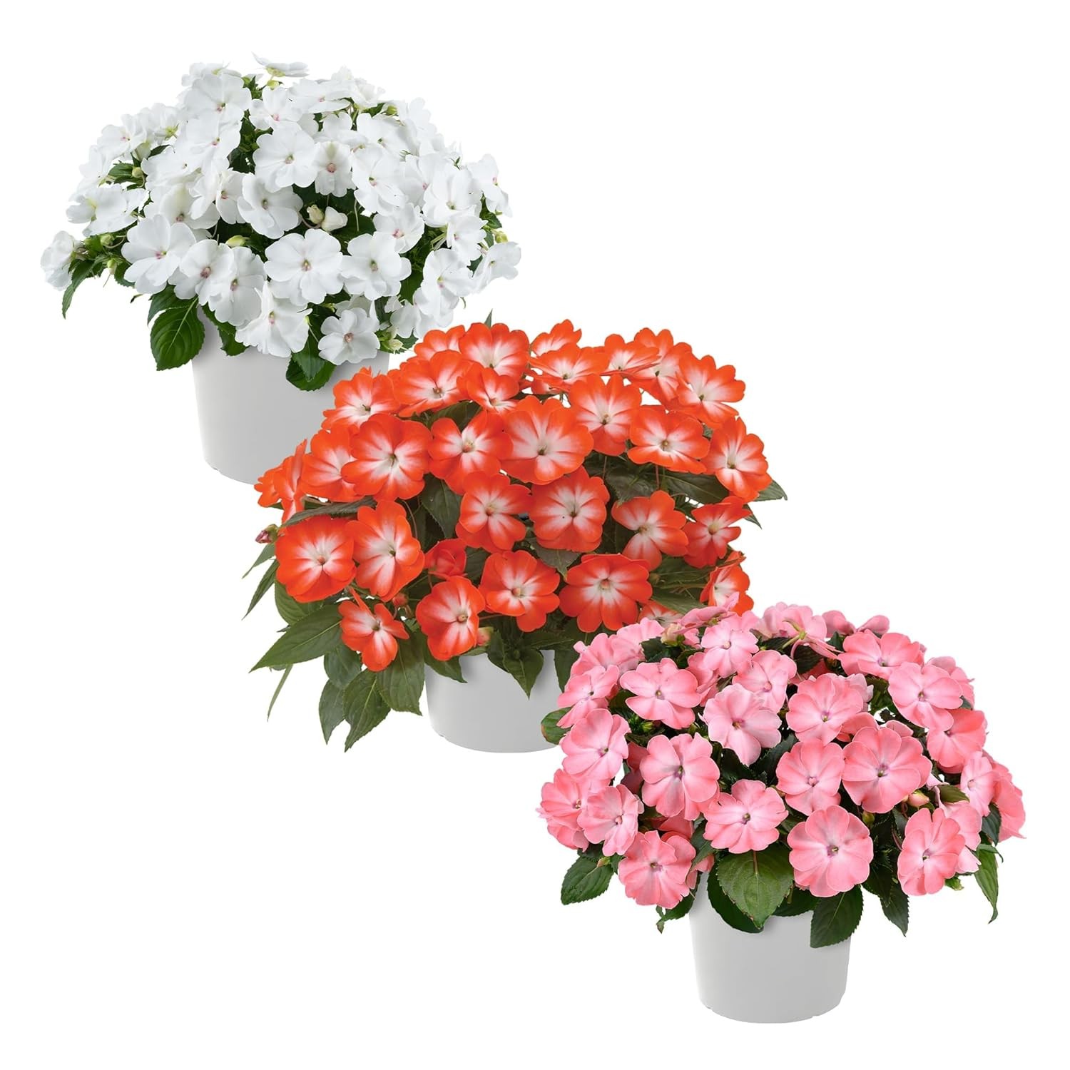 Live Flowering New Guinea Impatiens – Grower’s Choice Assorted Colors (3 Plants