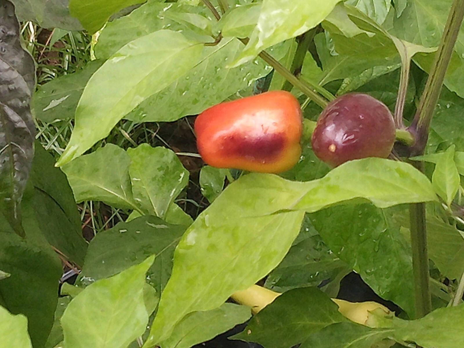 Purple Side Kick Pepper Seeds (Sweet&Spicy)