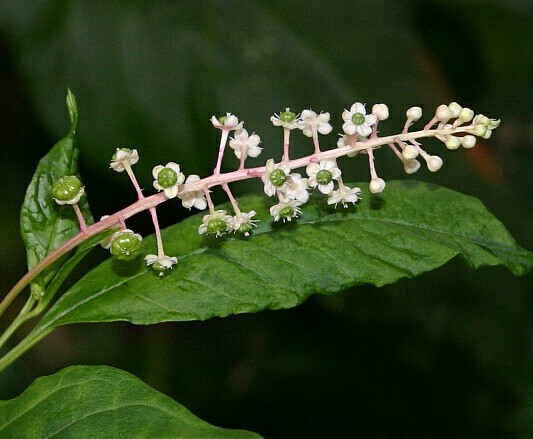 25 Pokeweed seeds ~ Organic ~ Naive plant ~ Phytolacca americana
