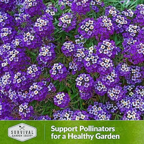 Alyssum Seeds for Planting – Sweet Royal Carpet Purple Alyssum – Fragrant 1