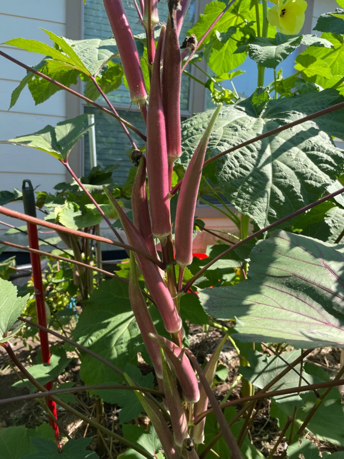 60+ Okinawa Pink Okra Seeds Open Pollinated No pesticides. Early and Prolific