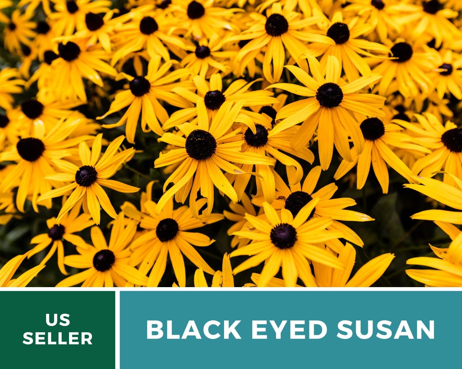Black-Eyed Susan – Heirloom Seeds – US Native Wildflowers (Rudbeckia hirta)
