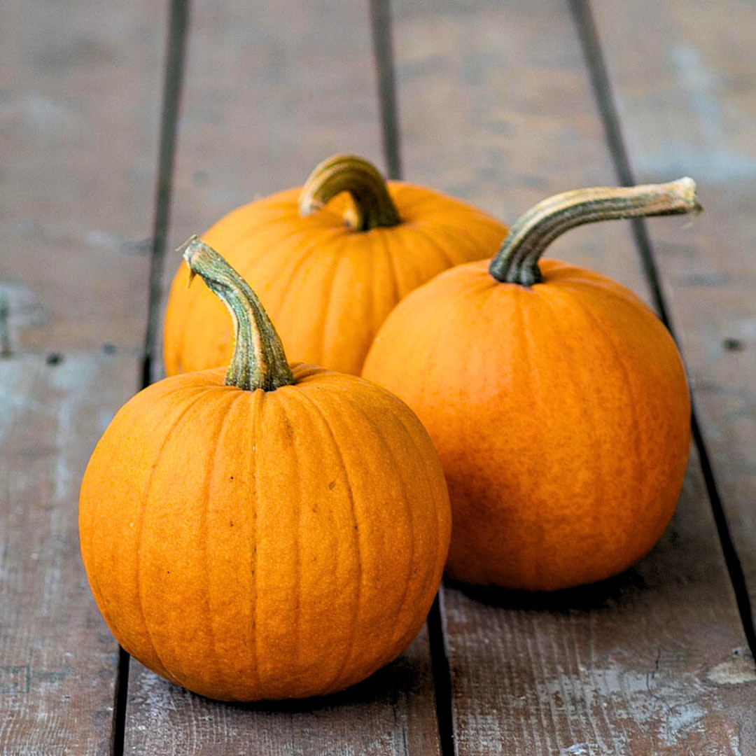 Fresh Small Sugar Pumpkin Seeds | Heirloom Non-GMO | Fresh Vegetable Seeds
