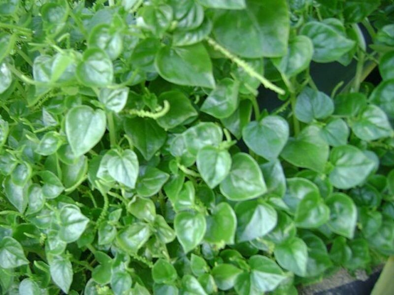 1000+ Crab Claw seeds, rau cang cua, Hạt Giống rau càng cua, peperomia pellucida