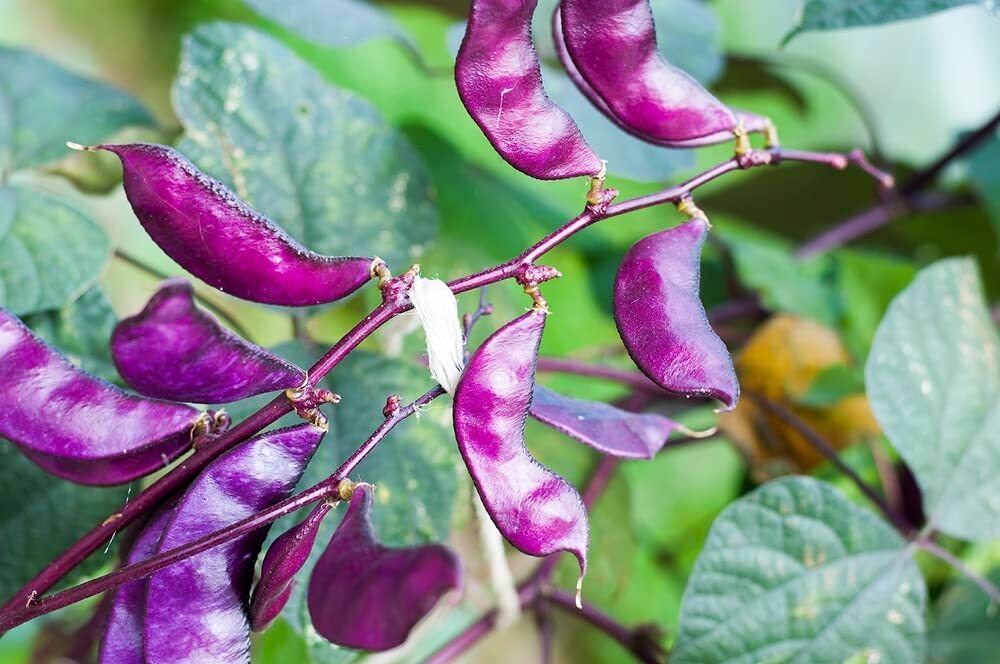 Purple Hyacinth Bean Seeds – 10 Seeds – Grow Red Leafed Beans – Dolichos Lablab