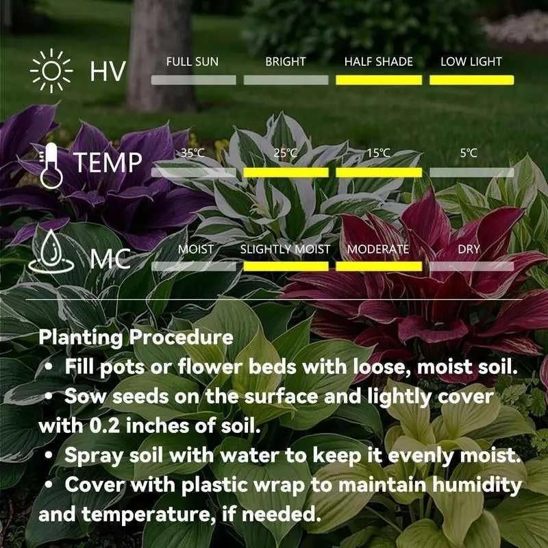 320+ Mixed Color Hosta Seeds for Planting – Hostas Seeds Rare Perennial, Flower