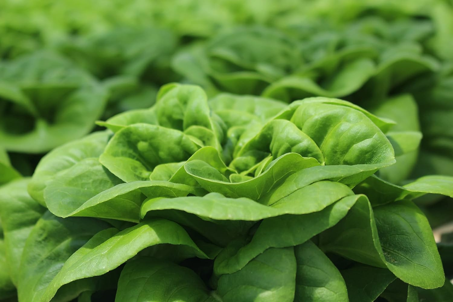 500 Buttercrunch Lettuce Seeds for Planting – Heirloom Non-GMO Vegetable Seeds f
