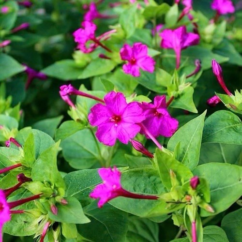1000 Pink Four O’ Clock Seeds | Mirabilis Rose Marvel Peru Magenta Flower Seed