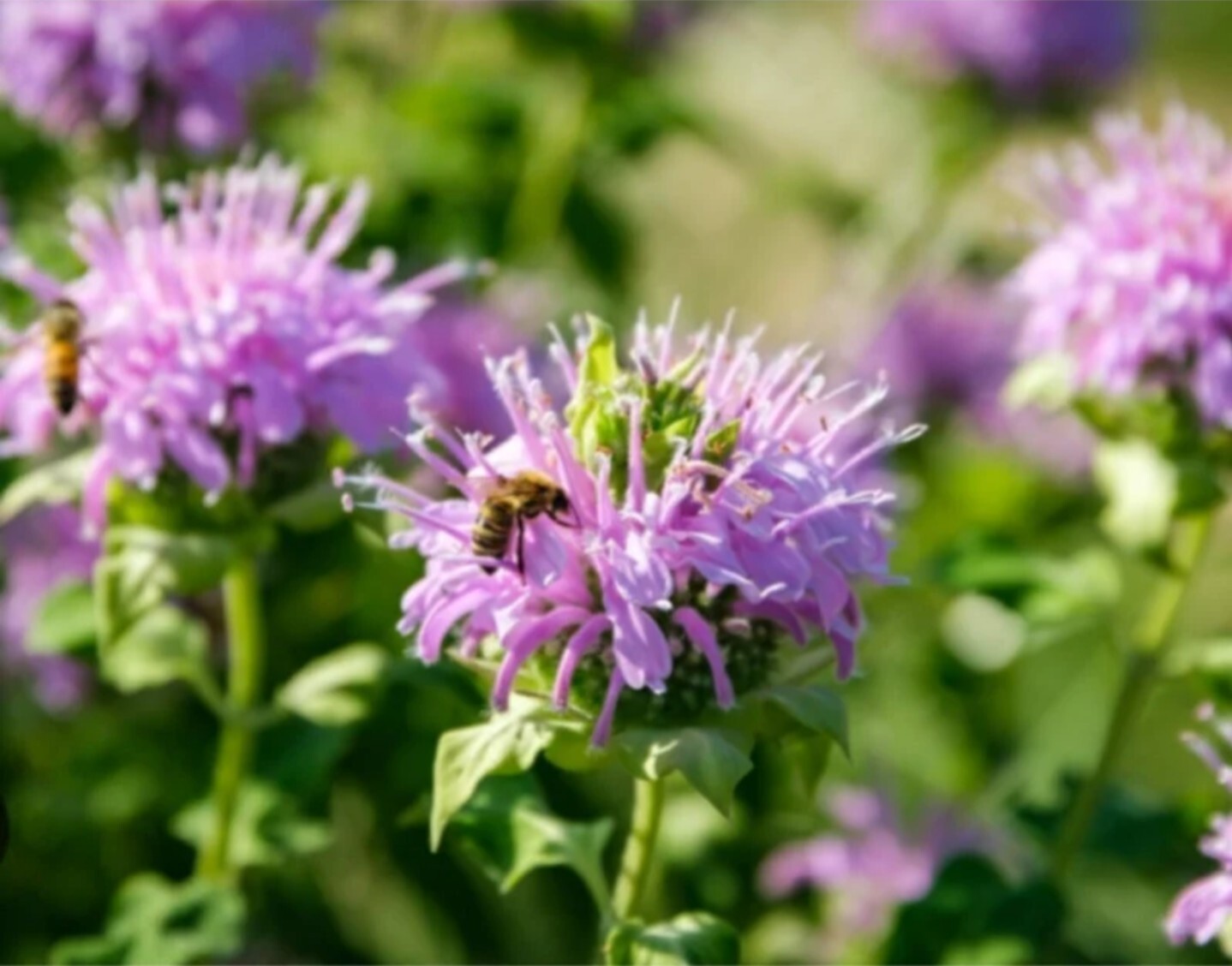 Heirloom Tall Lavender Bee Balm, 100 seeds, Wild Bergamot