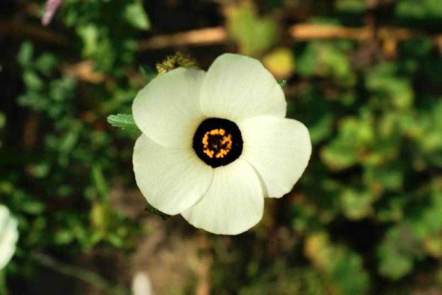 10 SIMPLY LOVE HIBISCUS Trionum ( Flower of the Hour / Baldder ) Flower Seeds