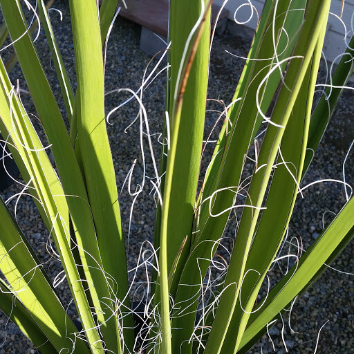 Giant Swordflower, Hesperaloe Funifera, White / Yellow Flowers (35 Seeds)