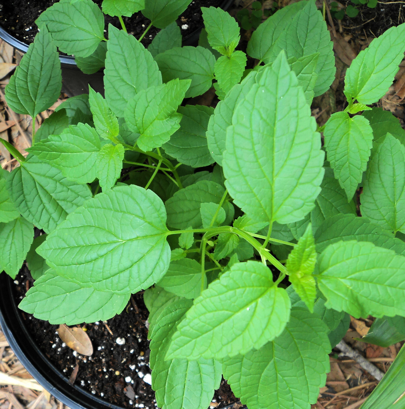 SKULLCAP, American – 50+ Seeds FREE Shipping! – Scutelleria – Native Herb