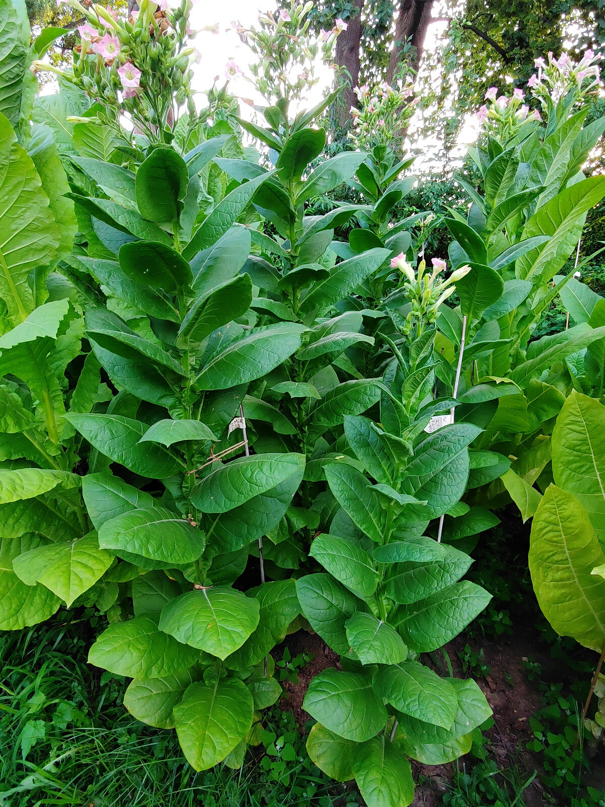 500+ MACEDONIAN PRILEP TOBACCO SEEDS VERY RARE ORIENTAL AROMATIC 2025 CROP