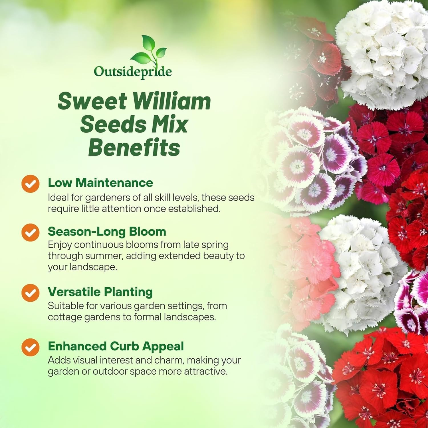 Sweet William Dianthus Seeds – 1/4 lb Fragrant Perennial Blooms for Pollinators