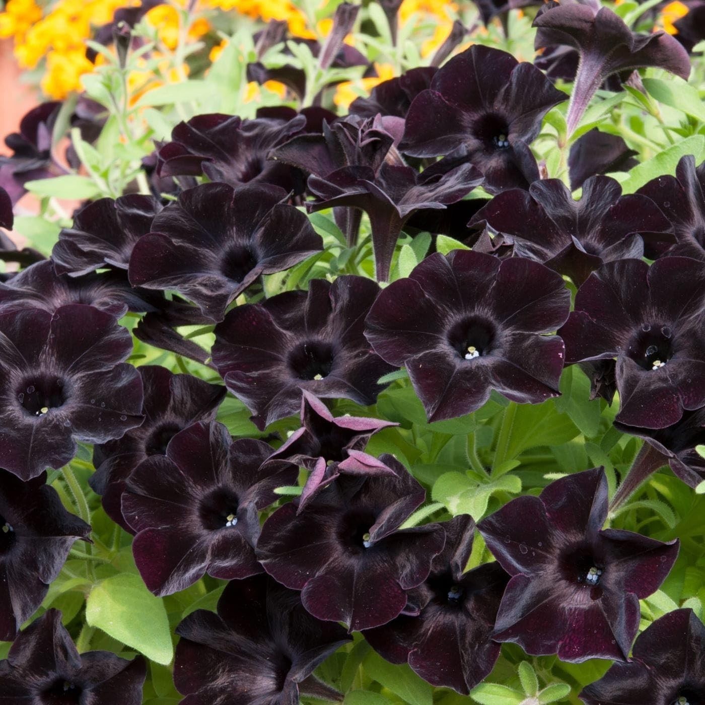 250 Count Mixed Petunia Hybrida Flower Seeds – Easy Care & High Yield