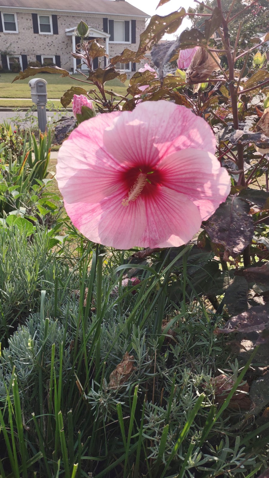 Pink Starry Starry Night Perennial Hibiscus Dinner Plate Seeds