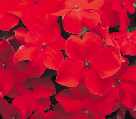 Red Impatiens Seeds, Scarlet Impatiens Seed, Non-Gmo Heirloom Annual Flower 50ct