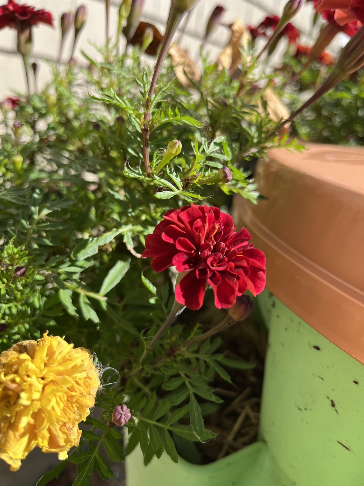 Strawberry Blonde Marigold – 15 seeds