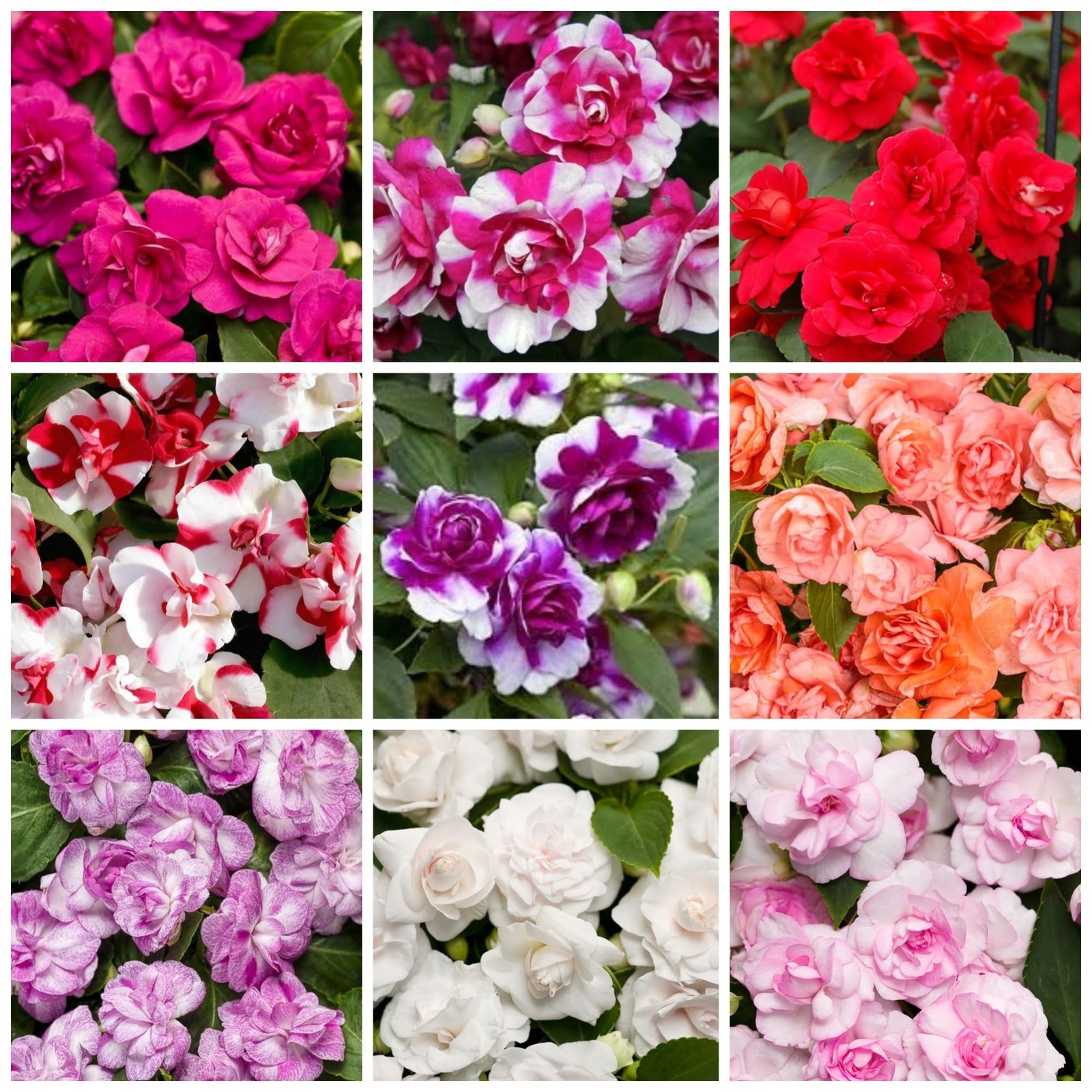 350+ Double Impatiens Seeds for Planting in Gardens, Borders, and Containers