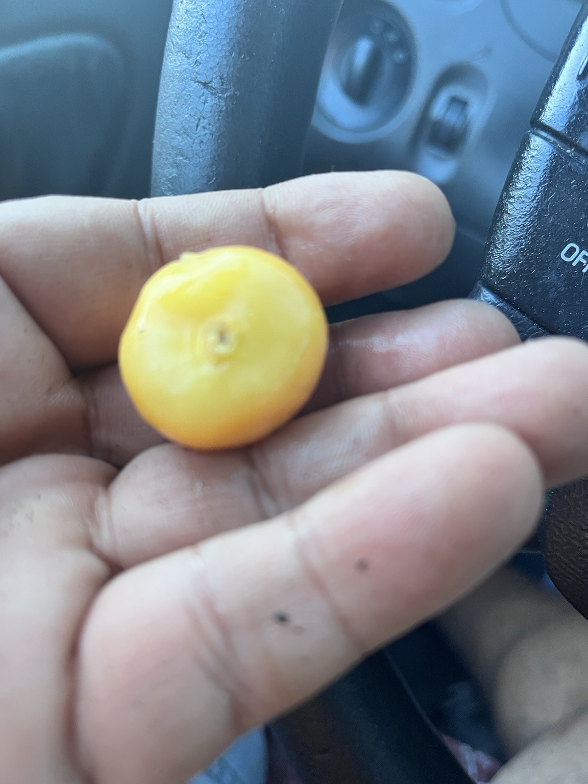 250+ Giant Poha Berry Seeds | Physalis Peruviana Golden Ground Cherry