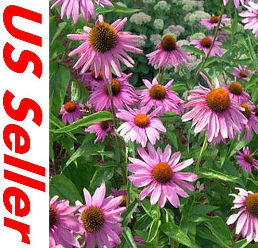 Echinacea Seeds G92, 200 Seeds, Purple Coneflower Seeds