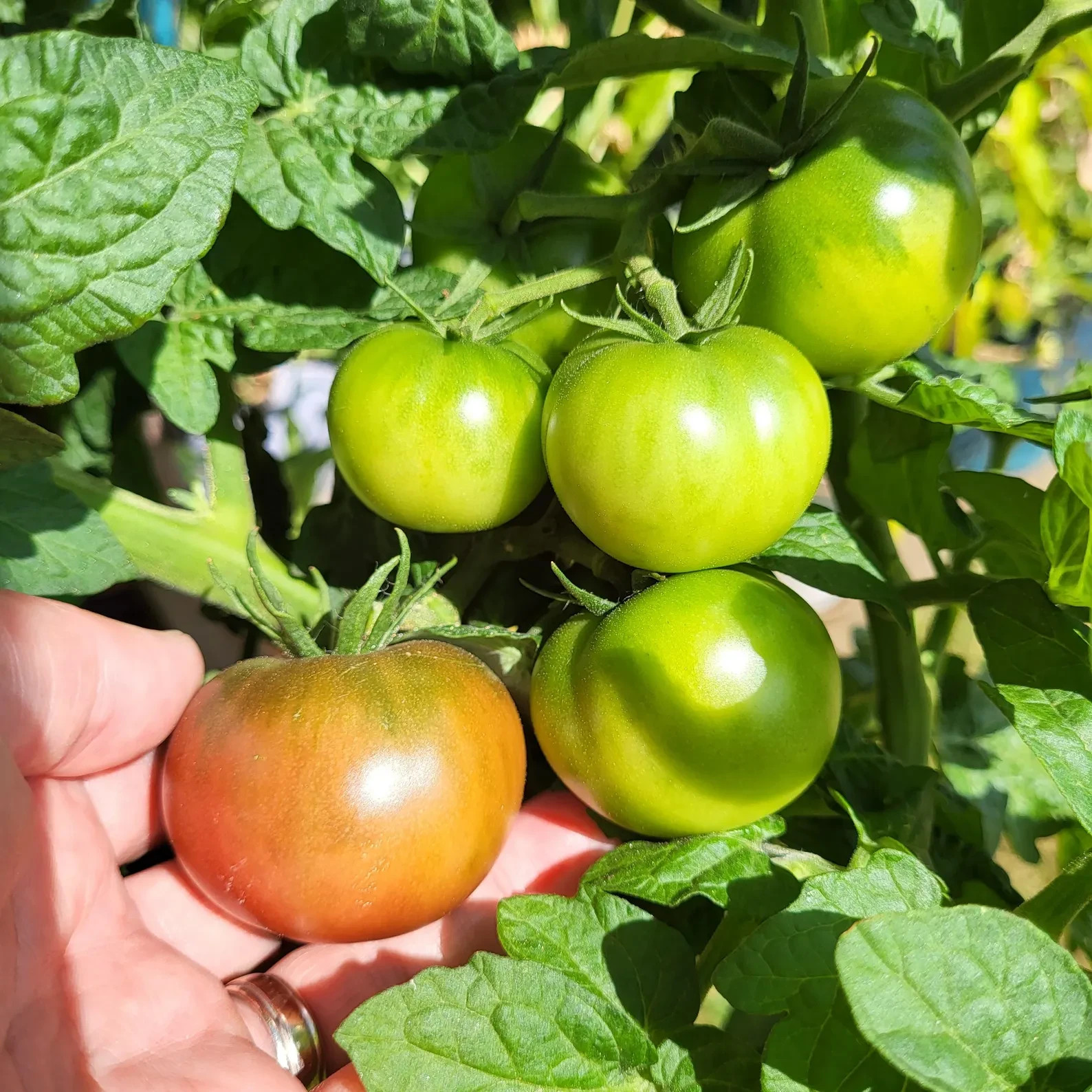 10 seeds Dwarf Velvet Night Tomato Purple cherry ORGANIC Rare Variety DTP