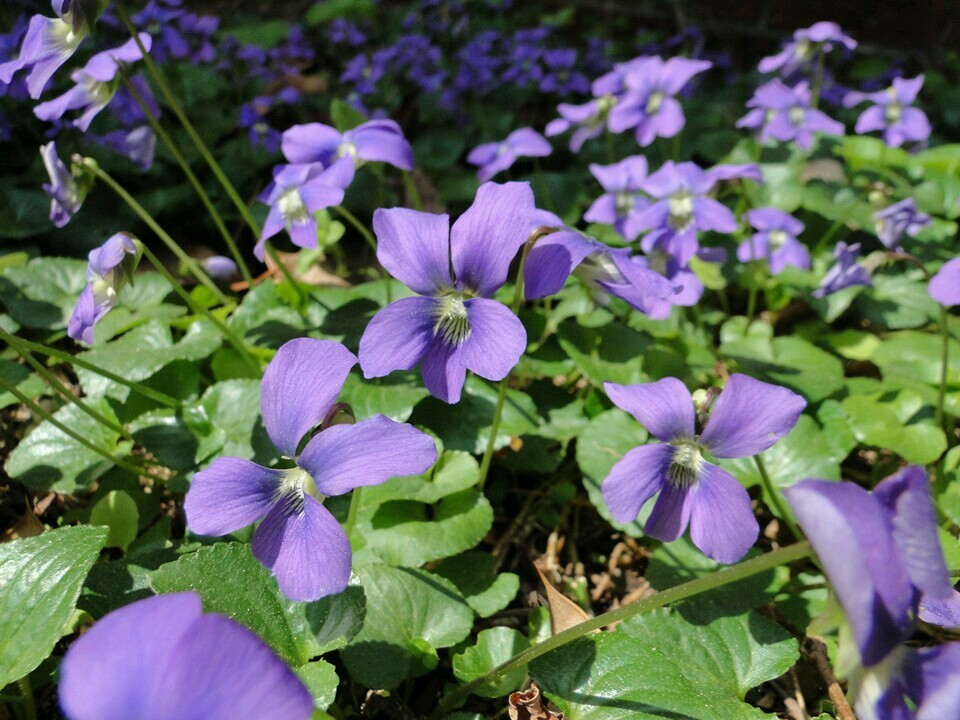 15 White Flowered Blue Violet seeds ~ Viola sororia ~ Native *Free US Shipping*