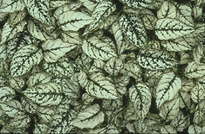 Hypoestes Splash Select White 500 seeds