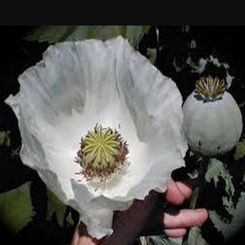 750+ Rare Peshawar White Pakistani Poppy Seeds Giant, Elegant Pure White Blooms