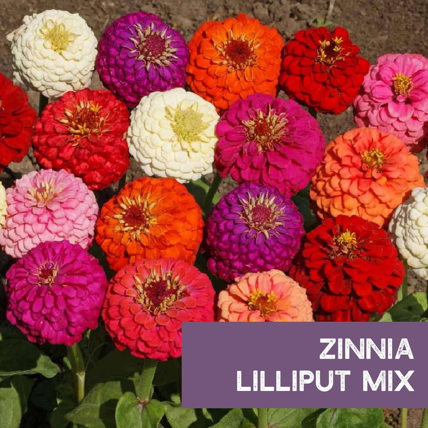 Zinnia for Planting Outdoors – ~1,500 Lilliput Semi-Dwarf Zinnia – Dazzling 1-