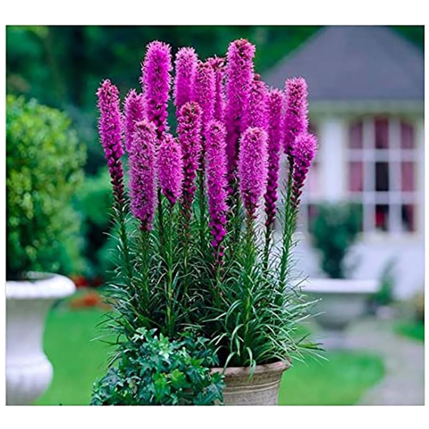 Stunning Purple Blazing Star Flowers – 5 Bulbs