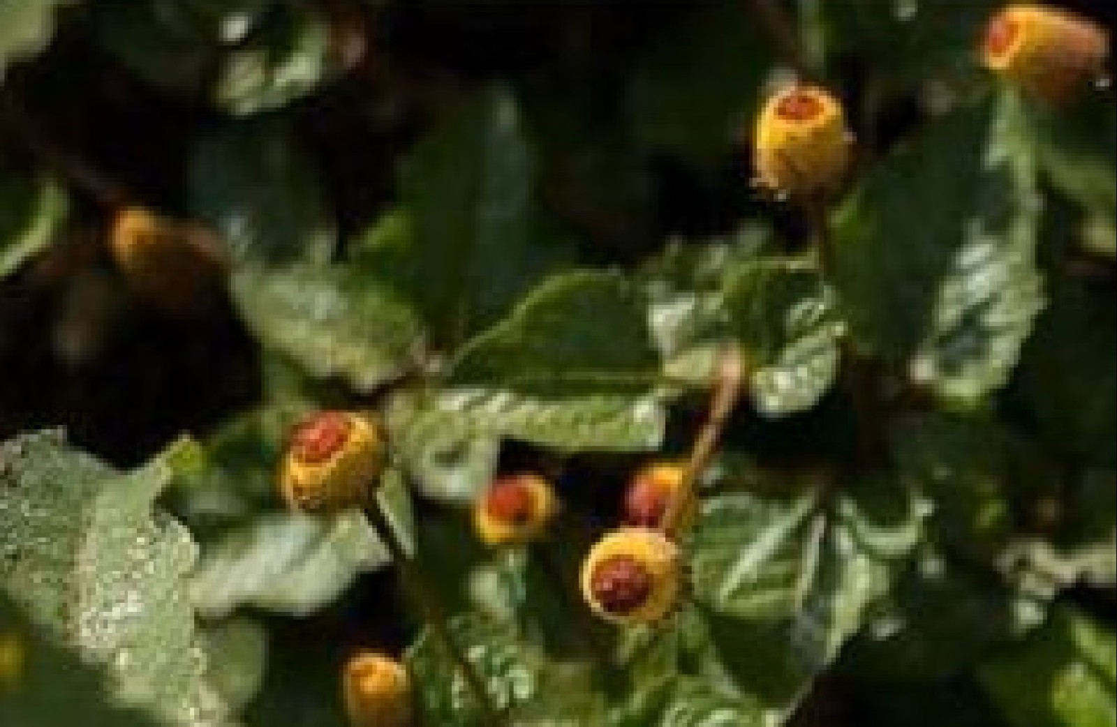 Toothache Plant Organic {Spilanthes acmella o.} 40+ seeds Free U.S. Shipping!
