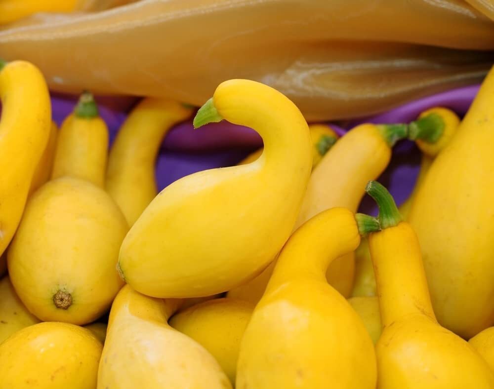 Crookneck Squash Seeds for Planting – 30 Seeds – Made in USA