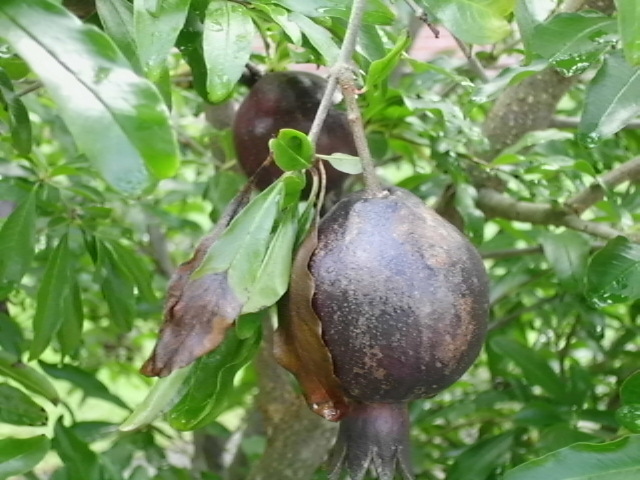 20 EIGHT BALL POMEGRANATE SEEDS – Punica granatum “Eight Ball”