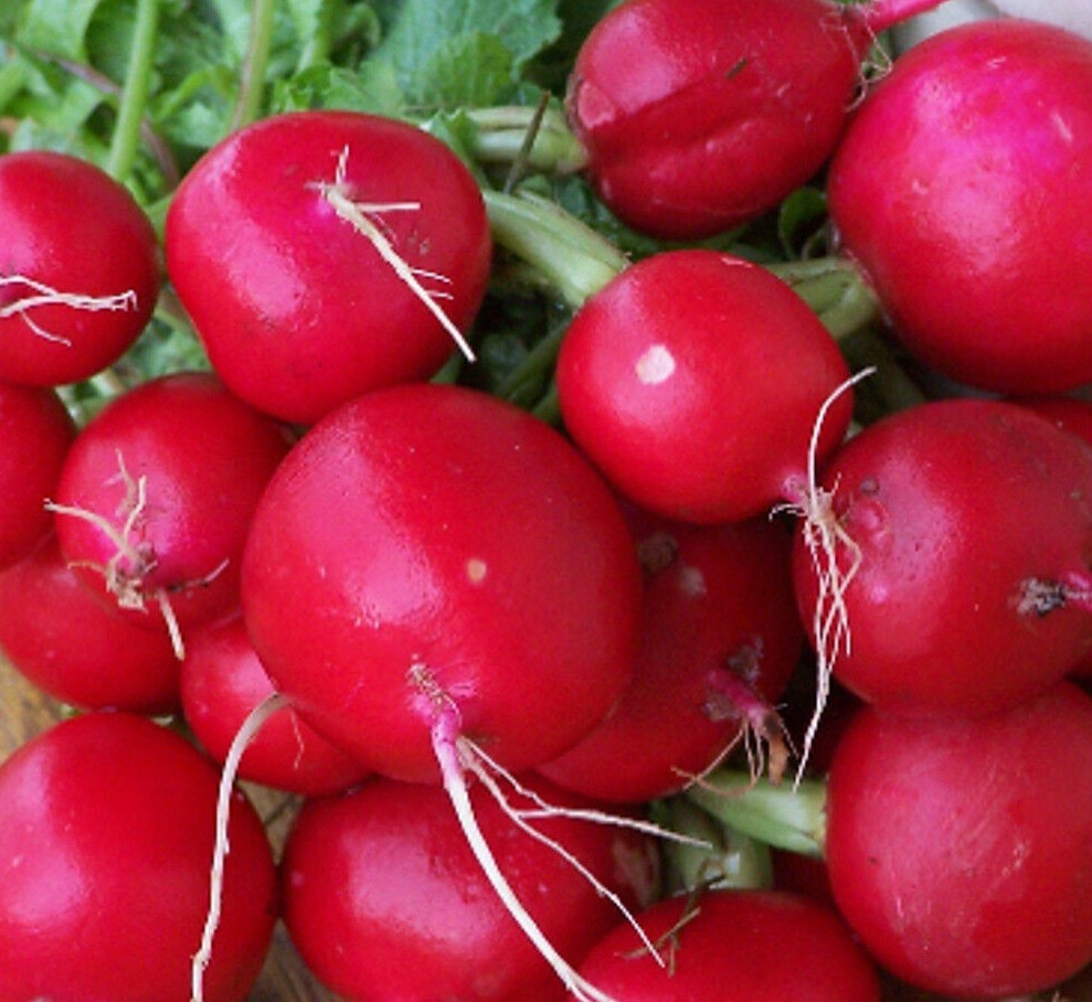CHAMPION RADISH SEEDS 200+ COOL WEATHER vegetable GARDEN NON GMO FREE SHIPPING
