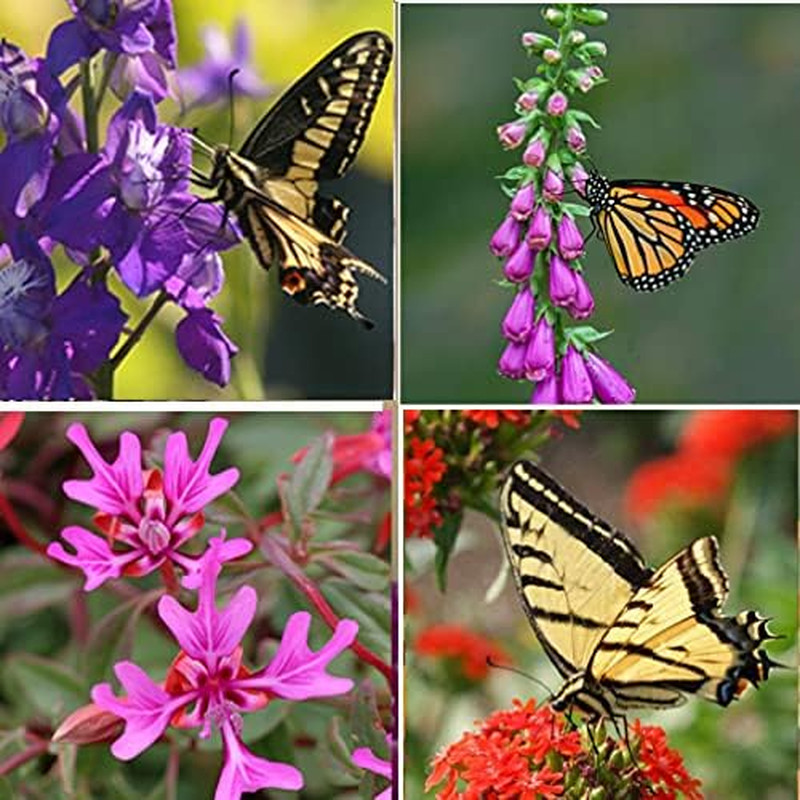 Perennial Wildflower Seeds Package with 25 Different Varieties 100,000 Seeds, Hu