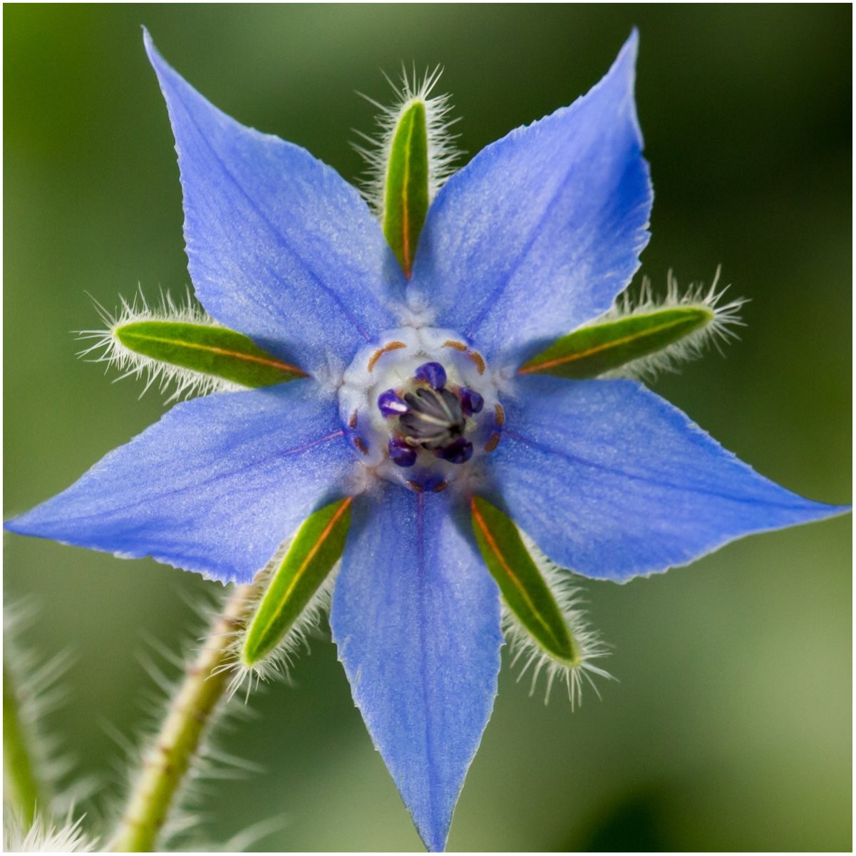 Seed Needs Edible Wildflower Packet Collection (7 Varieties of Mixed