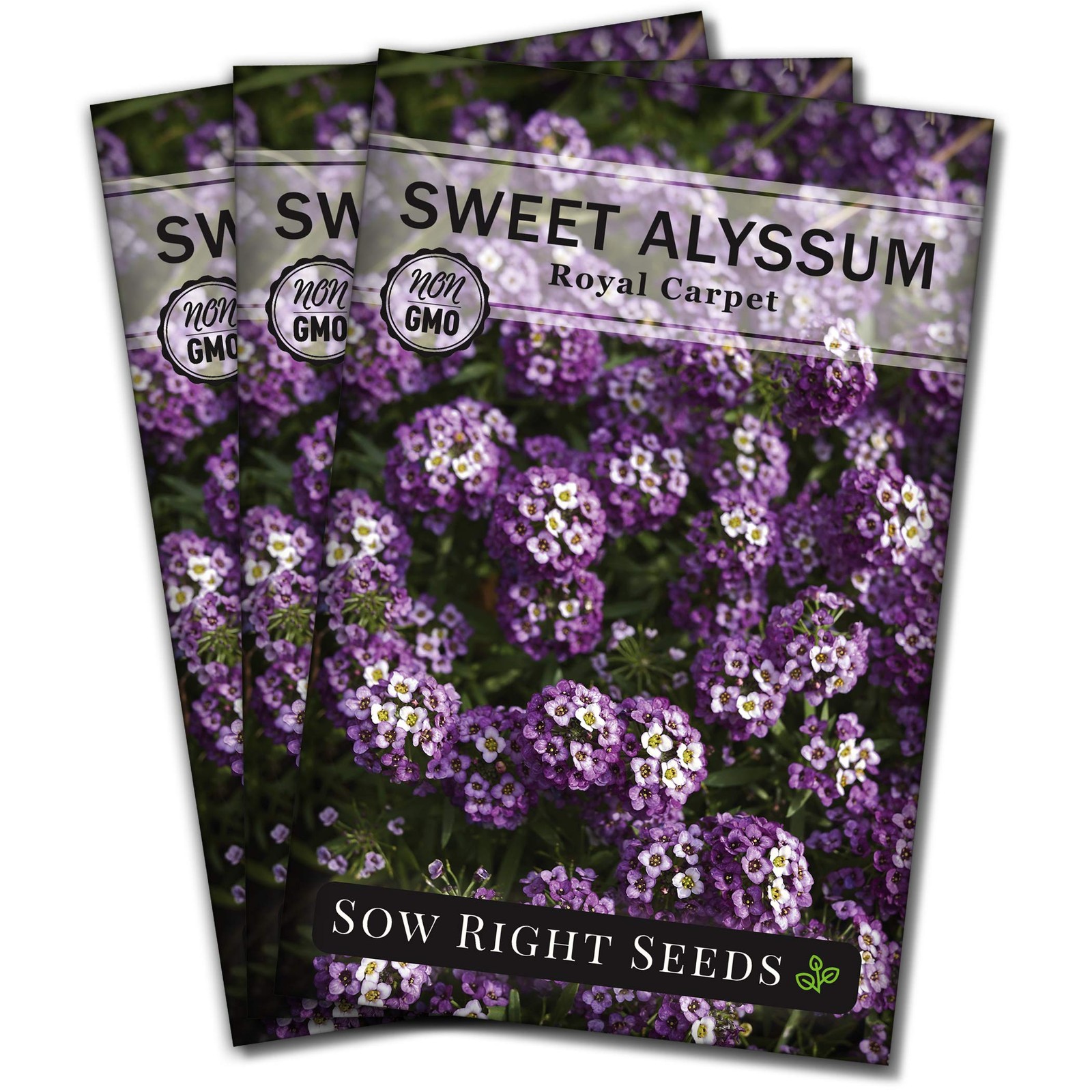 Royal Carpet Sweet Alyssum Seeds NonGMO Perennial Groundcover for Gardens