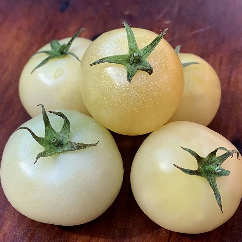 SNOW WHITE TOMATO Seeds Organically Grown Unique Creek Homestead Certified