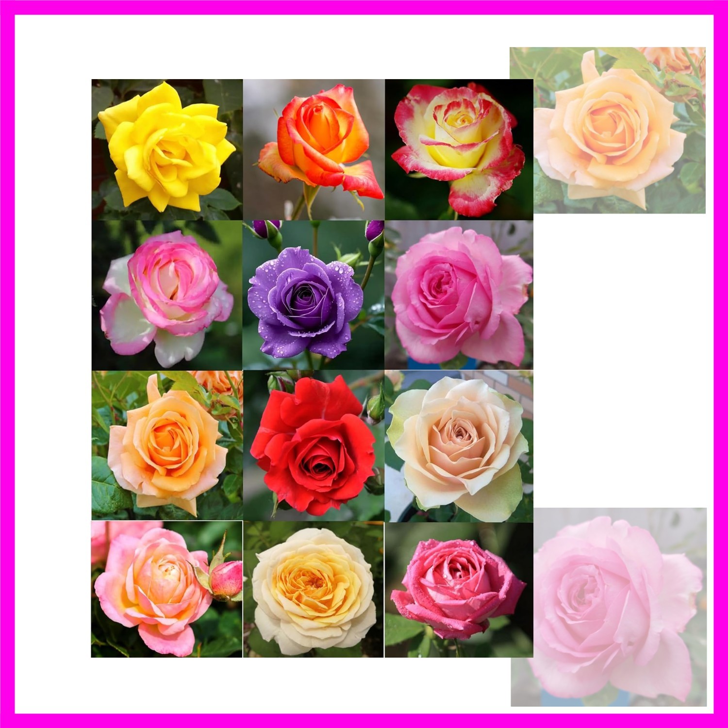 100PCS Mix Rose Seeds Lush Blooms Perennial Bush Rosa Flower Seeds Heirloom