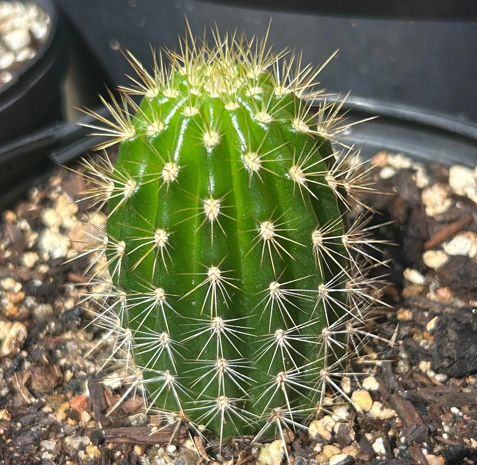 ECHINOPSIS,Hybrid,SWEET ALOHA, T. Cereus,Plant,Blooming,Cactus,Succulent