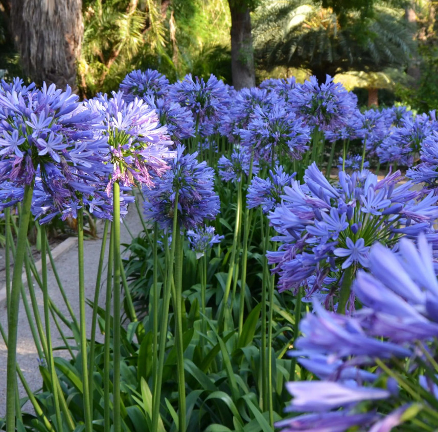 Agapanthus African Blue Plant – 3-6″ Tall – Blue Lily of the Nile for Gardens