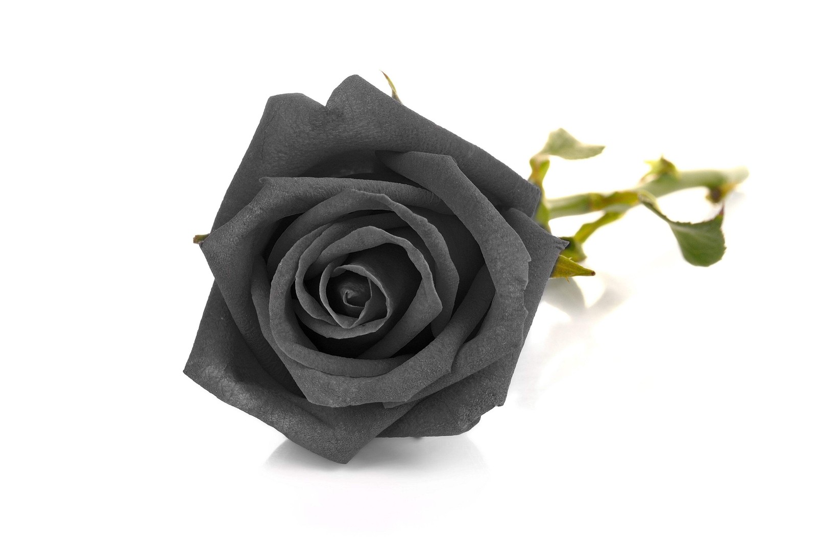 5 BLACK ROSE Rosa Bush Shrub Perennial Flower Seeds *Flat S/H