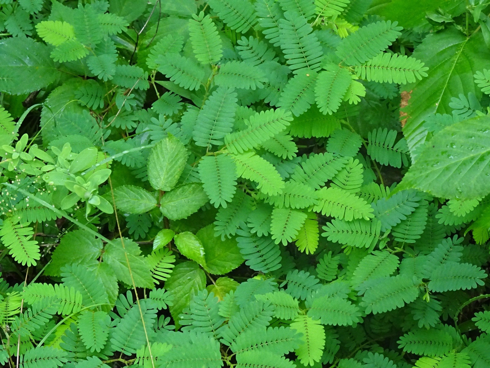Sensitive Partridge Pea Chamaecrista nictitans 50 seeds from 2025 Native Plant